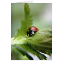 LadyBug cards