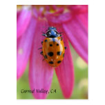 Ladybug Carmel Valley, CA Postcard