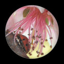 Ladybug Carwash Magnet