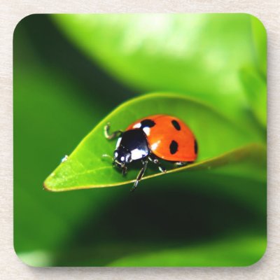 Ladybug Coasters