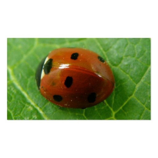 Ladybug Customizable Business Card (back side)
