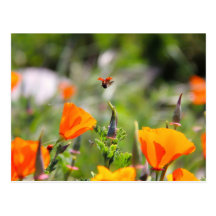 Ladybug flying off flower post card