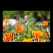 Ladybug flying off flower posters
