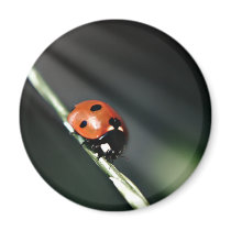 Ladybug fridge magnet magnets
