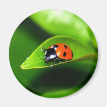 Ladybug Fridge Magnet