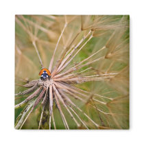 Ladybug Fridge Magnet