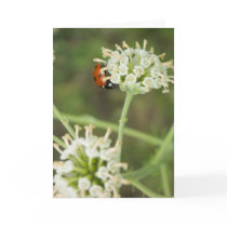 Ladybug Greeting Card 01 by phantompanther Ladybug Greeting Card 01