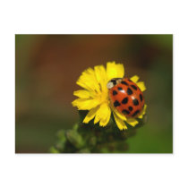 Ladybug Greetings Post Cards