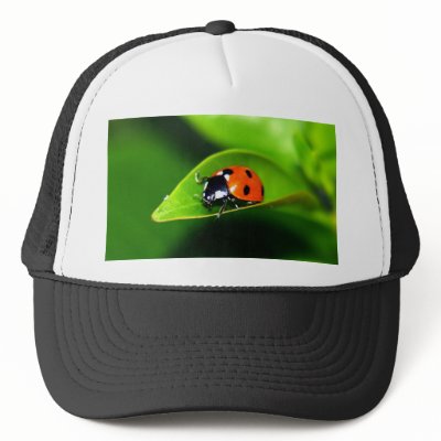 Ladybug hats
