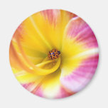 Ladybug in Lilly Fridge Magnets