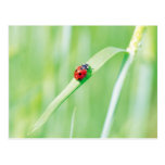 Ladybug in the Grass Postcard