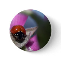 Ladybug Insect buttons