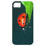 Ladybug iPhone 5 Cases