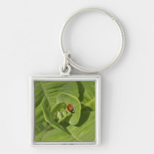 Ladybug Keychain
