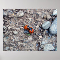 Ladybug Kisses Poster