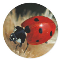 Ladybug - Lady Beetles stickers