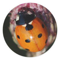 Ladybug - Lady Beetles stickers