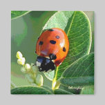 Ladybug Ladybug magnets