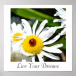 Ladybug Live Your Dreams Poster posters