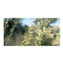 LadyBug Love Cards