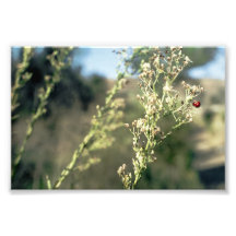 Ladybug Love Photograph