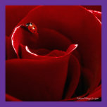 Ladybug Love Poster posters