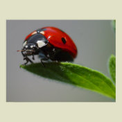 Ladybug Lovers Gifts
