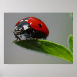 Ladybug Lovers Gifts Posters