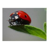 Ladybug Lovers Gifts posters