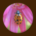 Ladybug Magnet