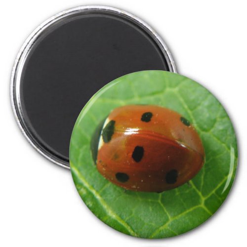 Ladybug Magnet magnet