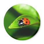 Ladybug Fridge Magnet