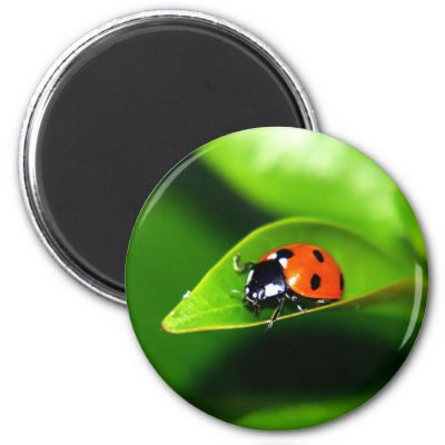 Ladybug magnets
