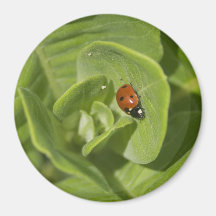 Ladybug Magnet