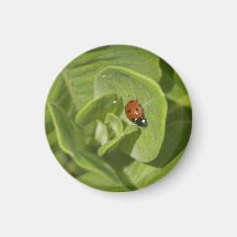 Ladybug Magnet