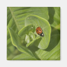 Ladybug Magnet