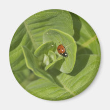 Ladybug Magnet