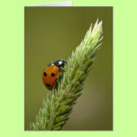 Ladybug Messenger cards