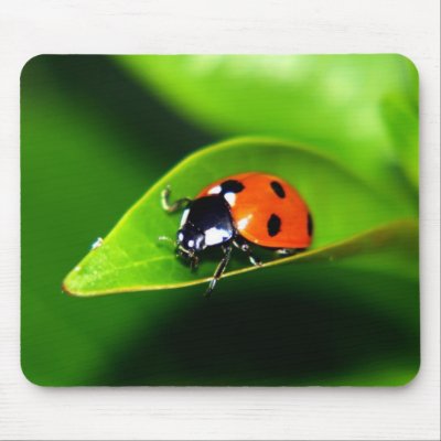 Ladybug mousepads