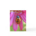 Ladybug Note Card