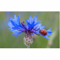 Ladybug on a blue cornflower acrylic cut outs