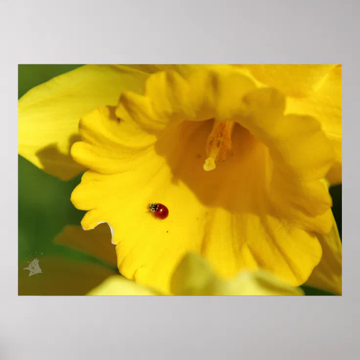 Ladybug On A Daffodil Poster Zazzle