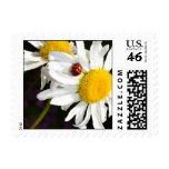 Ladybug on a Daisy Postage Stamp