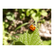 Ladybug On A Leaf posters