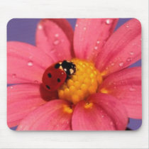 Ladybug On a Pink Daisy mousepads