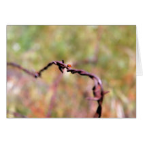 Ladybug on barbed wire. greeting card