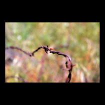 Ladybug on barbed wire posters