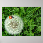Ladybug on dandelion print