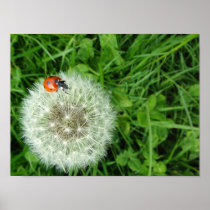 Ladybug on dandelion print
