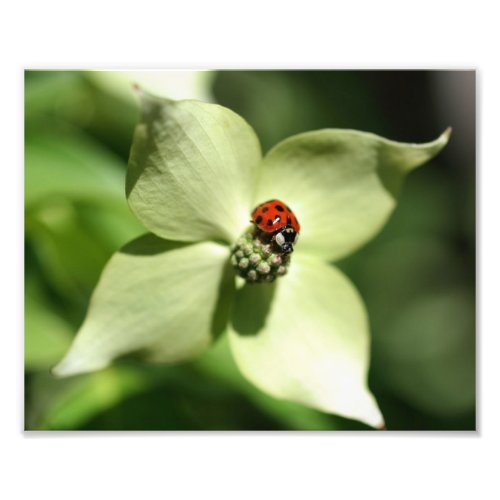 Ladybug On Dogwood Flower 10x8 Nature Print photoenlargement